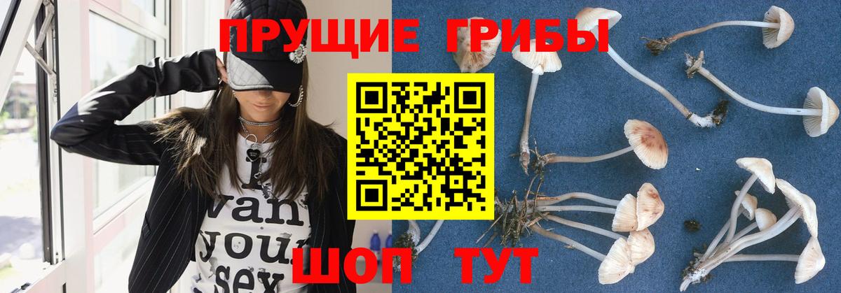 Ярославль  Псилоцибиновые грибы прущие грибы  Вход с VPN 
